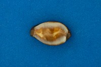 藏品(瑪瑙寶螺)的圖片